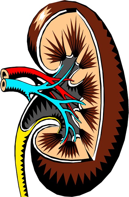 Blogimg - Boost Kidney Qi