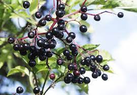 Master Lu's Health Center, Traditional Chinese Medicine, Elderberry, Immune system