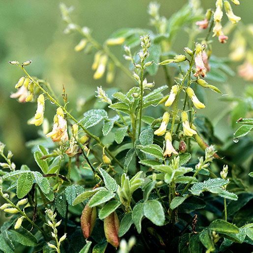 Master Lu's Health Center, Traditional Chinese Medicine, Astragalus, Immune system